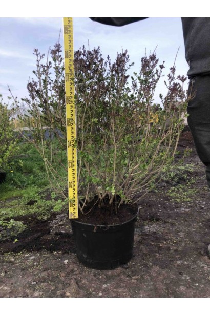 Бузок Меєра Палібін - 35л/вис.70-80см/Ø70-80см